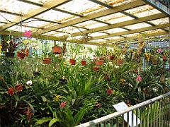 CairnsTC045 Jardin Botanique 045